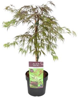 Acer Palmatum 'inaba-shidare' - Japanse Esdoorn - Pot 13cm - Hoogte 30-40cm