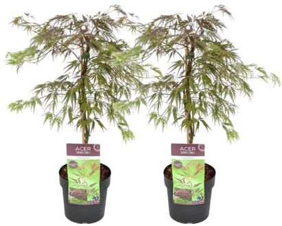 Acer Palmatum 'inaba-shidare' - Set Van 2 - Esdoorn - Pot 13cm - Hoogte 30-40cm