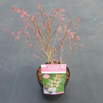 Acer palmatum 'Marlo' ; Totale hoogte 50-60 cm incl. Ø19cm pot - Bladkleur: Groen met een roze rand in de Lente en roze in de Herfst.