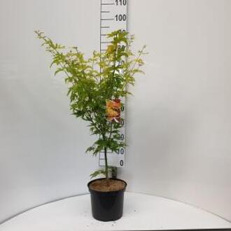 Acer palmatum 'Orange Dream'; Totale hoogte 60+cm incl. Ø 19cm pot - Japanse esdoorn