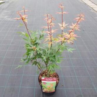 Acer palmatum 'Redwine' - Japanse esdoorn; Totale hoogte 60+cm incl. 19cm Ø pot