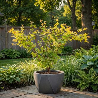 Acer palmatum 'Sangokaku' - Japanse Esdoorn - P24