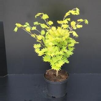 Acer shirasawanum 'Aureum'; Totale hoogte 50-60cm incl. 3 Ltr pot | Japanse esdoorn | Goudgeel
