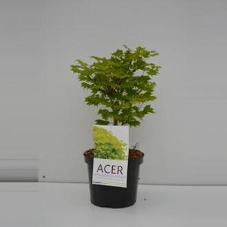 Acer shirasawanum 'Aureum'; Totale hoogte 50-60cm incl. 3 Ltr pot | Japanse esdoorn | Goudgeel