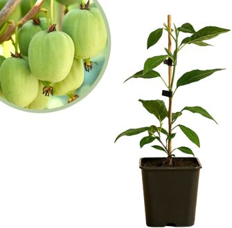 Actinidia arguta Issai - Kiwibesplant - P15