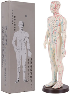 Acupuncture Model 50cm Male female with Base Human acupuncture meridians model Acupuncture Starter Kit