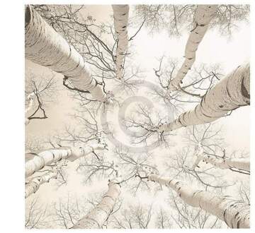 Adam Brock - Silver Birch Kunstdruk 51x51cm