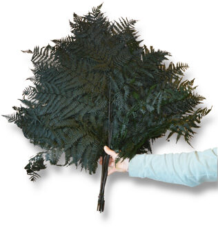 Adelaars Varen geprepareerd groen