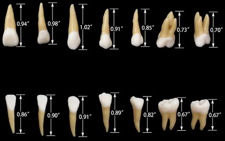 Adult teeth model (28pcs/pack) 1:1 M7021Dental model dental model dental model dental model oral teaching