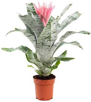 Aechmea Primera (Bromelia) P 15 cm