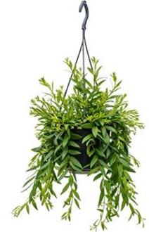 Aeschynanthus japhrolepis hangplant