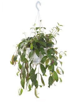 Aeschynanthus Marmoratus - P17