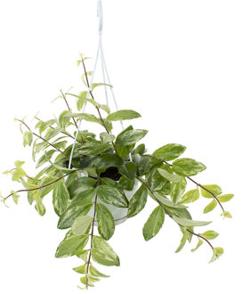 Aeschynanthus Variegata (bont) - P 14 cm