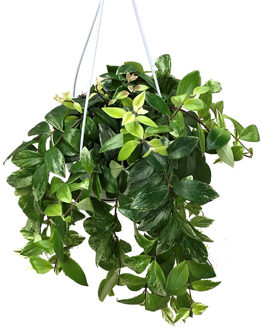 Aeschynanthus Variegata (Lipstick plant) - P 18 cm