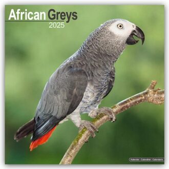 African Greys Calendar 2025 Square Bird Wall Calendar - 16 Month - Browntrout Wandkalender - Avonside Publishing Ltd