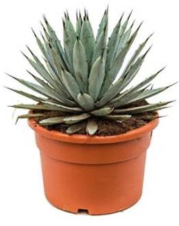 Agave macroacantha L kamerplant