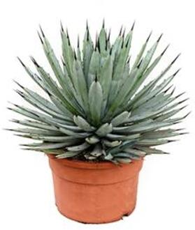 Agave macroacantha M kamerplant