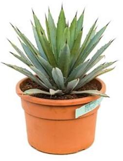 Agave macroacantha S kamerplant