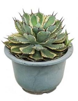 Agave potatorum kamerplant