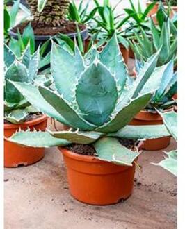 Agave titanova flat M kamerplant