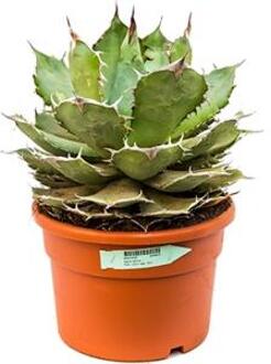 Agave titanova L kamerplant