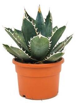 Agave titanova M kamerplant