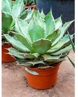 Agave titanova S kamerplant