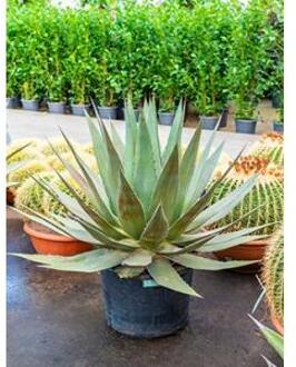 Agave triangularis L kamerplant