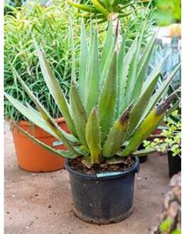 Agave triangularis M kamerplant