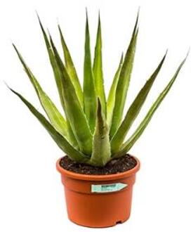 Agave triangularis S kamerplant