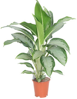 Aglaonema Cleopatra - P 17 cm