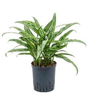 Aglaonema cutlass S hydrocultuur plant