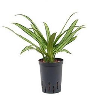 Aglaonema cutlass XS hydrocultuur plant