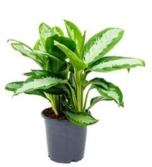 Aglaonema diamond bay kamerplant