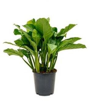 Aglaonema freedman M kamerplant