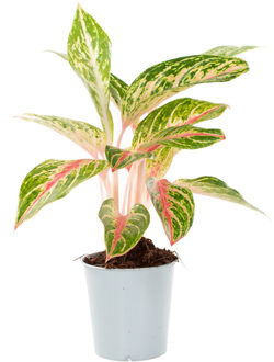 Aglaonema hybrid (pink red green) - P 12 cm