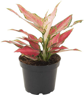 Aglaonema Hybrid red - P 12 cm