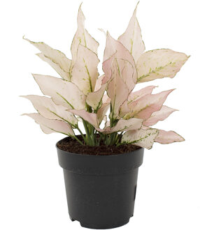 Aglaonema hybride pink - P 19 cm