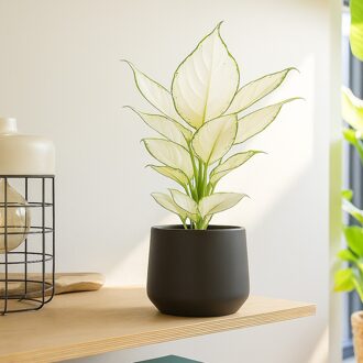 Aglaonema hybride white - P 12 cm