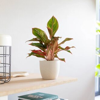 Aglaonema Jungle Red - Chinese Evergreen - P12