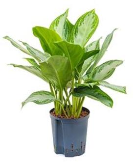 Aglaonema silver bay S hydrocultuur plant