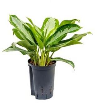 Aglaonema silver moon hydrocultuur plant