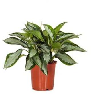 Aglaonema silver moon kamerplant