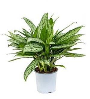 Aglaonema silver queen S kamerplant