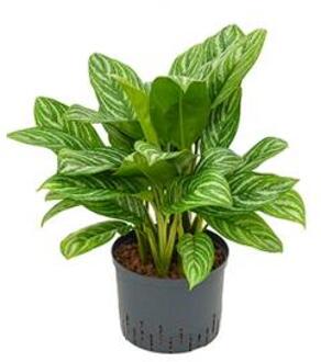 Aglaonema stripes M hydrocultuur plant