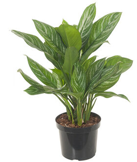 Aglaonema Stripes - P 27 cm