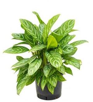 Aglaonema stripes XL hydrocultuur plant