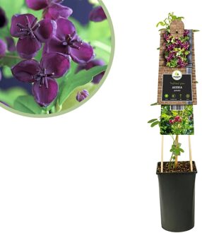 Akebia Quinata - Schijnaugurk - P15