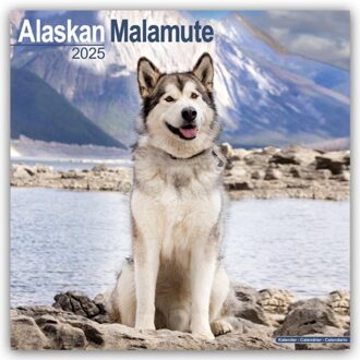 Alaskan Malamute Calendar 2025 Square Dog Breed Wall Calendar - 16 Month - Browntrout Wandkalender - Avonside Publishing Ltd