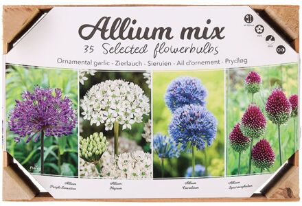 Allium Bloembollen mix - in Kistje - Multi - 35 stuks